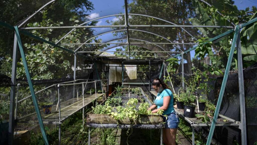 6 beneficios del aceite de orégano que deberías conocer | Reuters