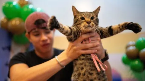 Día del Gato: Nombres para gatos naranjas, blancos, negros y todo tipo de gatitos