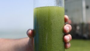 Cómo preparar un jugo verde de nopal con piña para mejorar la digestión y reforzar el sistema inmunológico