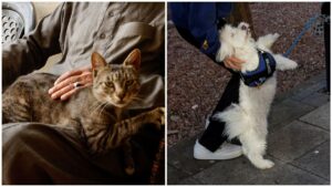 ¿Te pueden multar por no tramitar la CURP de mascotas? Conoce la fecha límite del trámite