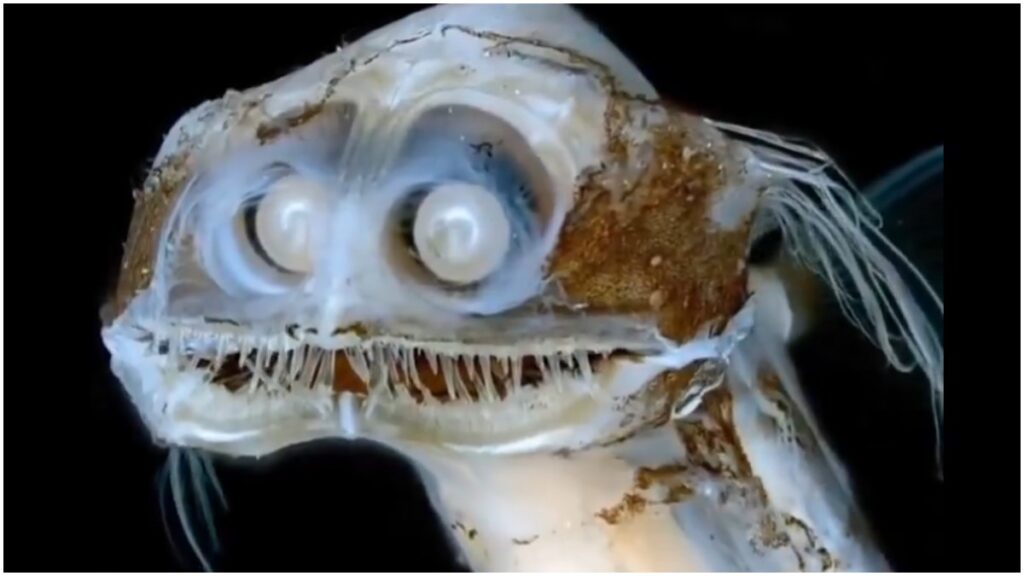 Así es el pez telescopio | Captura de Pantalla / X: @Moments that Matter