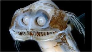 Pez telescopio: ¿Dónde se encontró esta especie que parece de ciencia ficción?