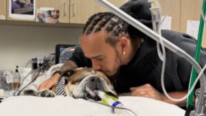 Lewis Hamilton vive días difíciles por el delicado estado de salud de su perro Roscoe