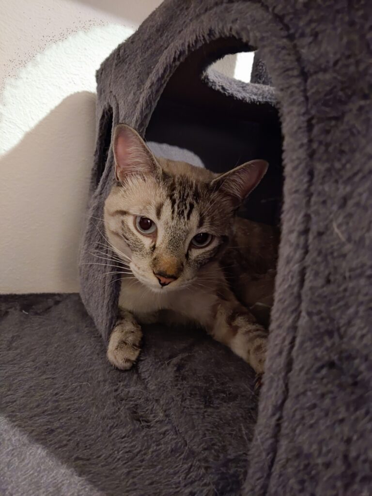 Un buen día para consentir a tu michi