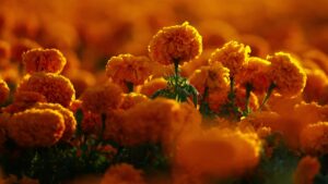 Día de Muertos en México: ¿Cuándo llegan las almas de los bebés no nacidos y niños?