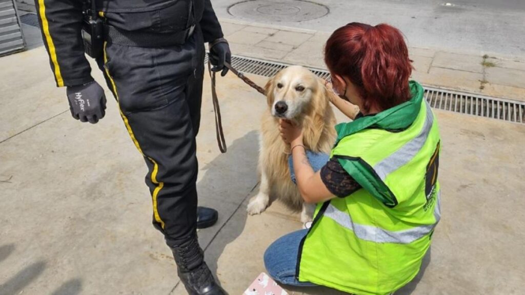 Perros en Transmilenio | Transmilenio Bogotá.