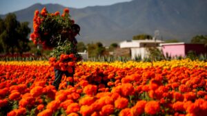 ¿Cuál es el horario de los panteones este Día de Muertos en CDMX y Edomex?