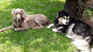 Día Mundial de los Animales: ¿Por qué se celebra el 4 de octubre?