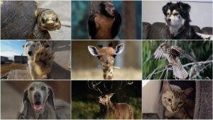 Día Mundial de los Animales: ¿Por qué se celebra el 4 de octubre?