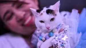 Día del Gato: ¿Cómo puedes celebrar a tu michi hoy 29 de octubre?