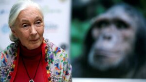 Jane Goodall muere a los 91 años: la etóloga que dedicó su vida a los chimpancés