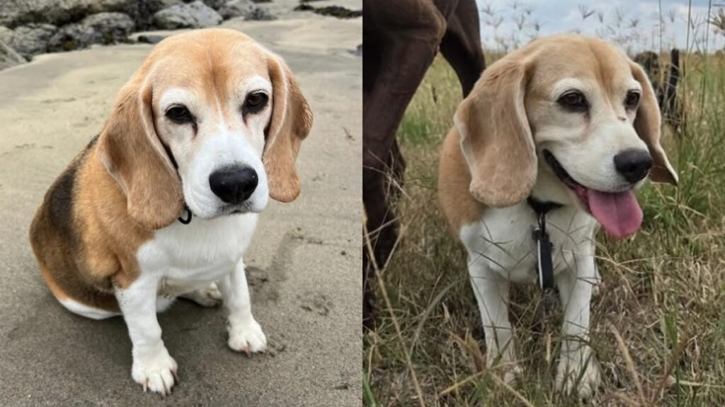 Aaron Ramsey busca a su mascota: el jugador de Pumas ofrece recompensa para encontrar a ‘Halo’