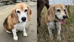 Aaron Ramsey y el mensaje a su perrita desaparecida: “No creo que la encontremos”