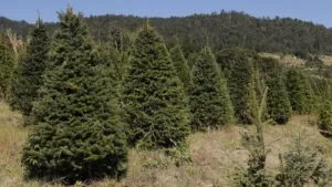 Inicia la venta de árboles de Navidad en el EdoMEx: ¿Dónde cortar y comprar el mío?