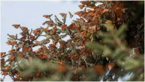 Mariposas monarca temporada 2025-2026: ¿Cuáles son y dónde están los santuarios?