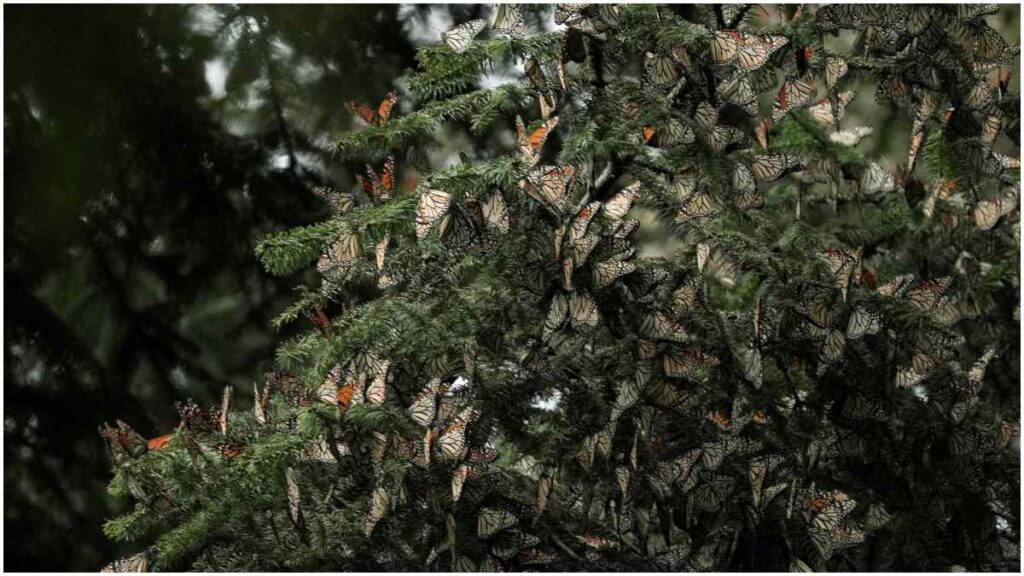 La Secretaría de Medio Ambiente y Recursos Naturales (Semarnat) abrió oficialmente algunos santuarios para preservar a las mariposas monarca | Reuters