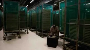 ¿Cuáles son las carreras mejor pagadas en México EN 2025?: eso dice la IMCO