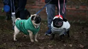 ¿Cómo cuidar a tu perro de un Frente Frío? Consejos para este gélido fin de año 2025