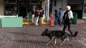 Operativo Perro Peregrino del 12 de diciembre: ¿Qué es y cómo puedes ayudar a los lomitos?