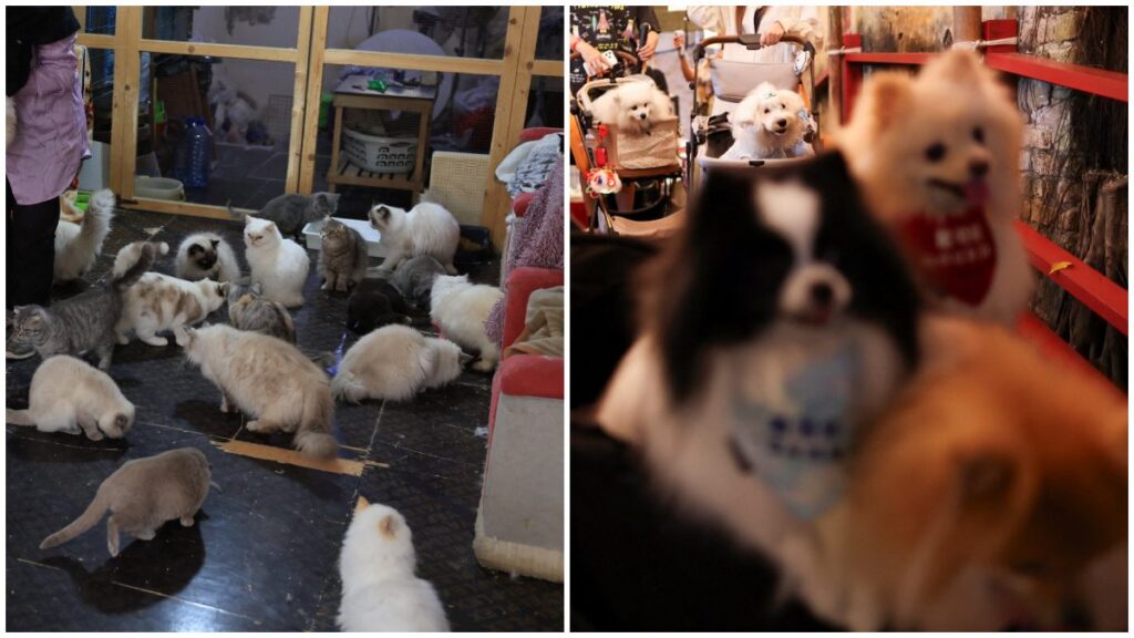 El Síndrome del Arca de Noé, que consiste en tener varios perros, gatos u otras mascotas podría terminar con un problema clínico serio.