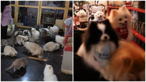 Cuidado, podrías padecer Síndrome del Arca de Noé y aún no lo sabes: ¿qué es?