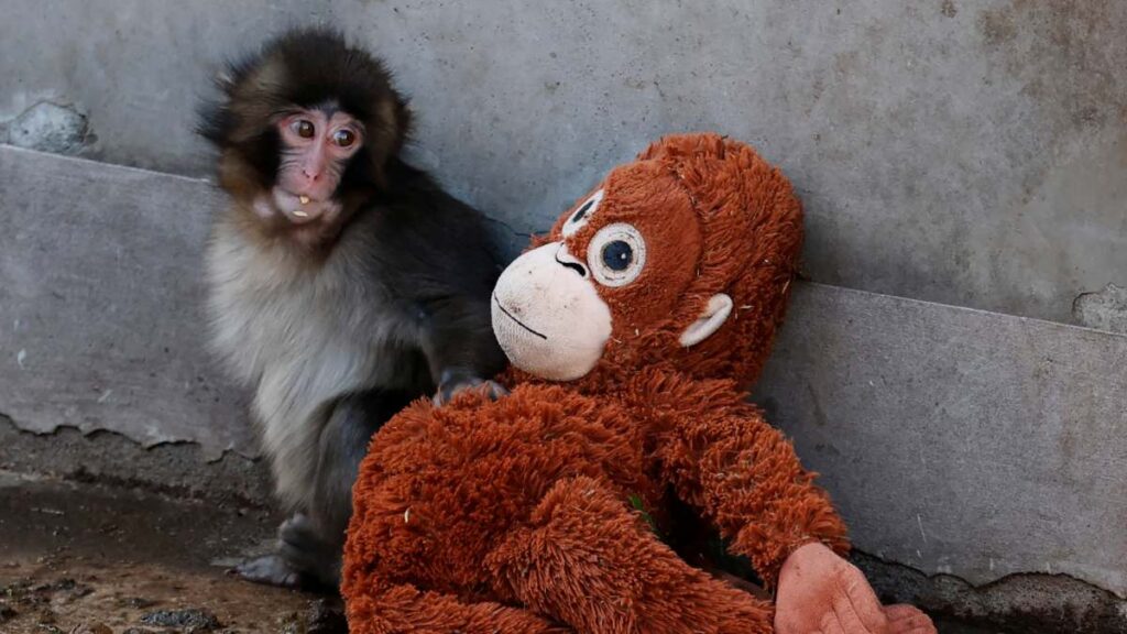 Punch, el mono bebé viral que se ubica en un zoológico de Japón