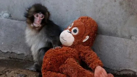 ¿Qué le pasó a Punch, el tierno mono bebé que fue abandonado por su madre?