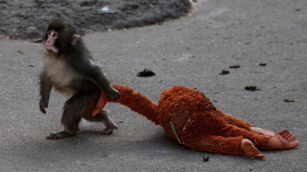 Punch, un macaco bebé viral en Ichikawa, Japón