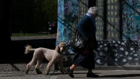Ola de calor en México también azota a tus mascotas: cómo cuidar a perros y gatos ante temperaturas extremas