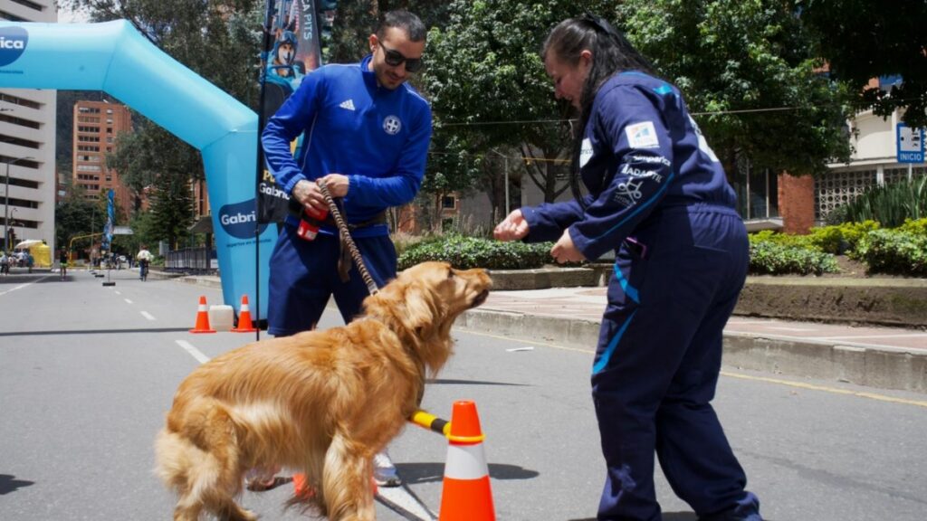 Perros IDRD