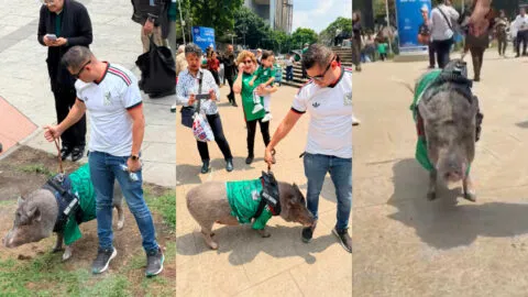 La inesperada mascota del Tri: un puerco conquista a la afición mexicana de cara al partido de Ecuador