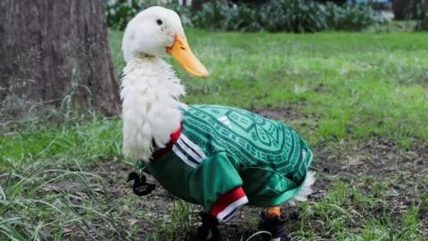 De ‘vendedor’ de agua a Embajador del Mundial 2026 en CDMX; el pato Merlín ya es parte de la FIFA