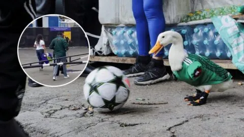 Merlín, el pato embajador del Mundial 2026, no podrá ingresar al Estadio Azteca