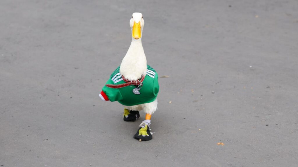 El Pato Merlín se roba los reflectores en la previa de México