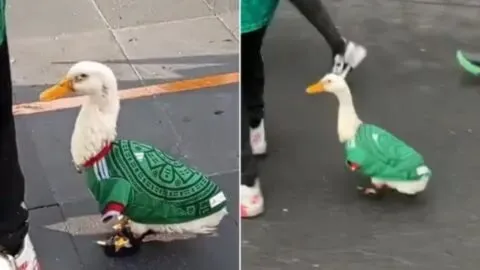 Merlin, el pato mexicano que se convirtió en la mascota viral del Mundial 2026: esta es su historia