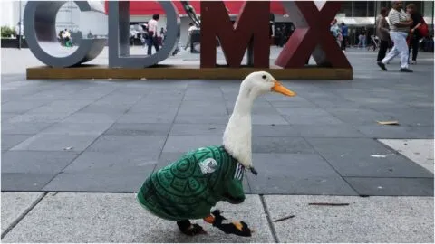 El Pato Merlín, listo para hacer historia en el Estadio Ciudad de México