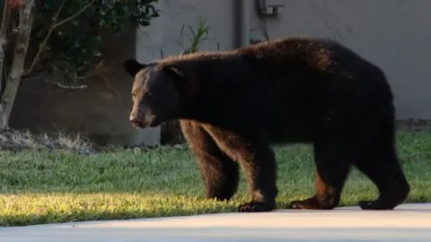 Invasión de osos alerta al oeste de Estados Unidos: por qué