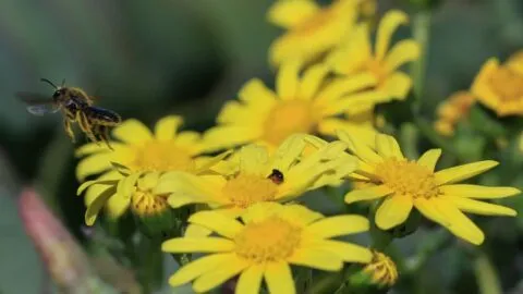 Flores amarillas para este 2026: ¿Cuándo se regalan y por qué?