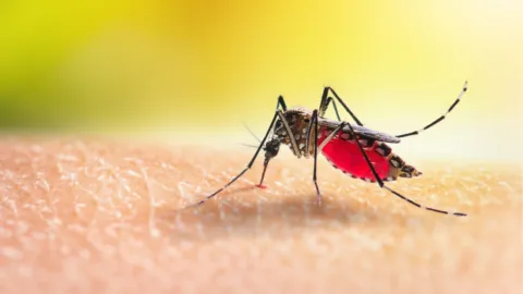 Dengue en Florida: los distritos de Tampa que han declarado emergencia sanitaria
