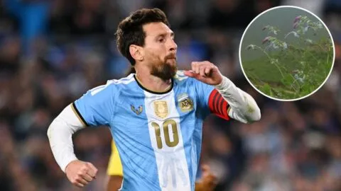 Las seis especies que llevan el nombre de Lionel Messi: de una lagartija a una flor albiceleste