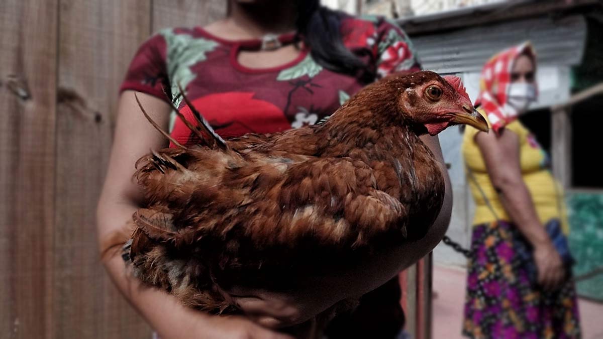 Gallinas ponedoras ayudan a la economía familiar en CDMX