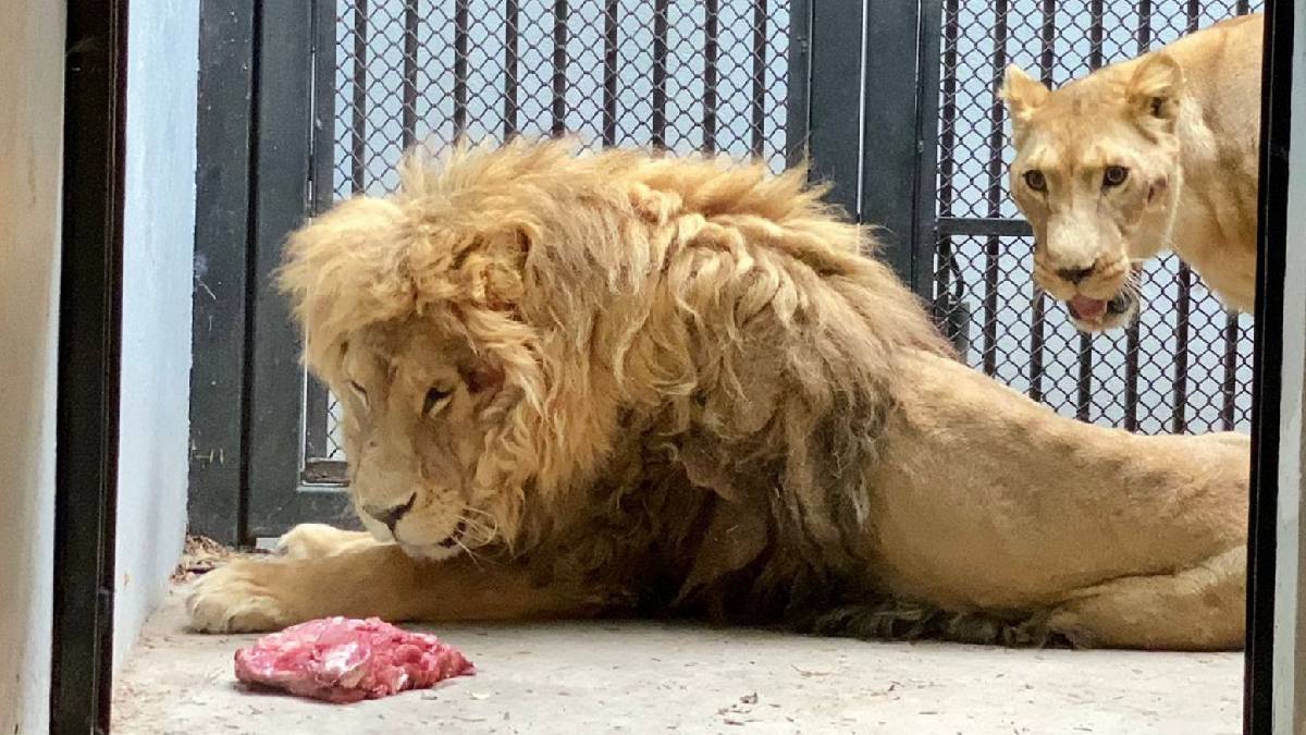 ¡Conoce a Iceman y Zendi! Dos leones rehabilitados en el Zoológico de Chapultepec