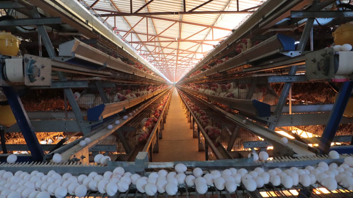 OPS emite alerta por influenza aviar A(H5N1), continúa su circulación en América