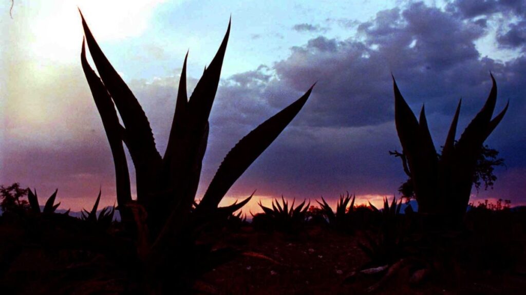 Magueyes a contraluz con atardecer de fondo