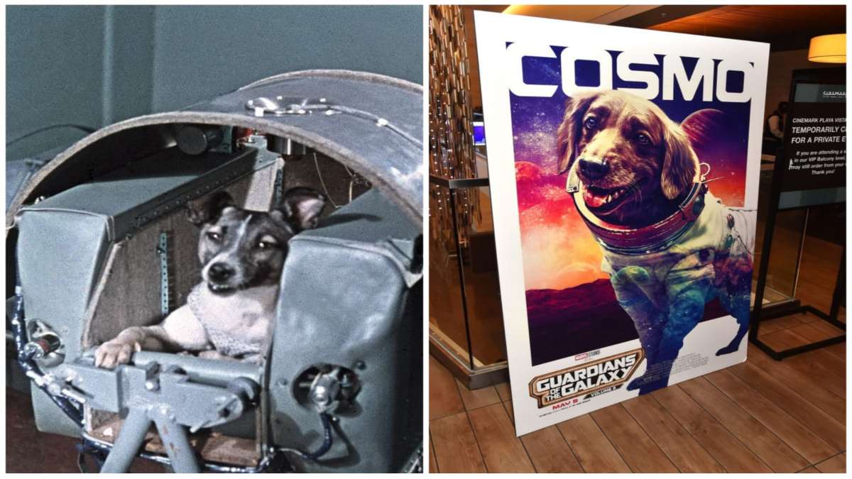 Laika La Perrita Que Inspiro A Cosmo De Guardianes De La Galaxia
