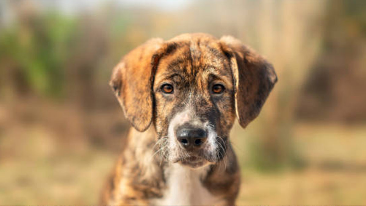 Festival del Día Internacional del Perro Sin Raza; ¿dónde y cúando se llevará a cabo?