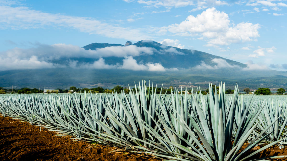 San Pedro Tlaquepaque Jalisco El Pueblo Magico Mas Mexicano Del Pais