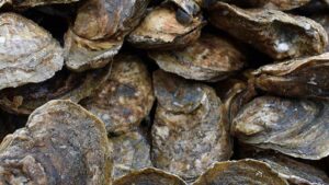 ¡No los comas! Hay alerta sanitaria en Mulegé, Baja California Sur, por toxinas en mariscos de concha