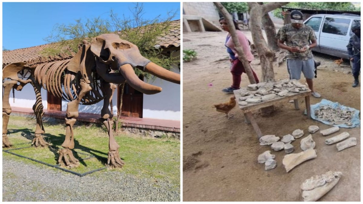 ¡Confirmado! Fósil hallado en Alcozauca de Guerrero es de un gonfoterio; medía 2.7 metros