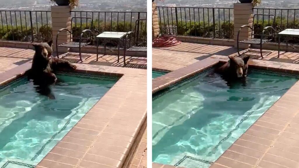 Oso es sorprendido cuando se refresca en jacuzzi